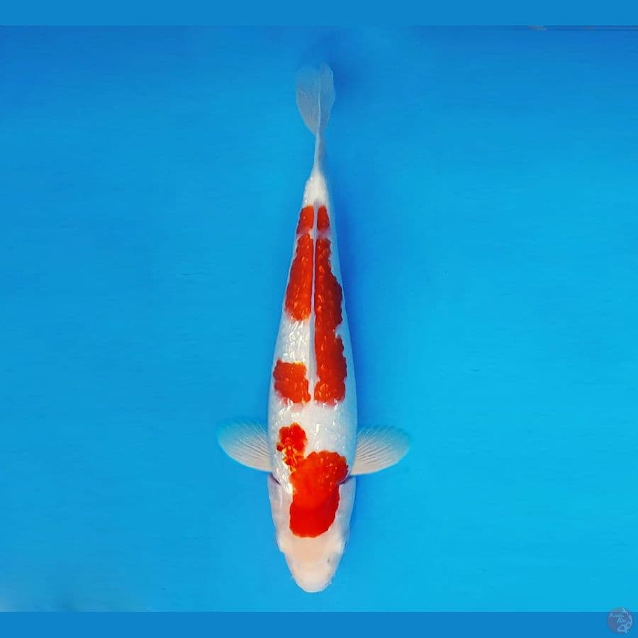KOIBITO 11 ~ Kohaku Gin Rin 31 cm/fm ™