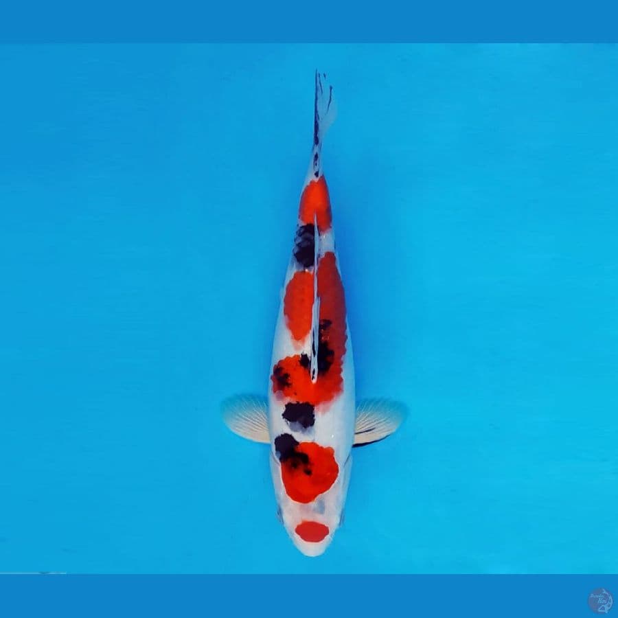 KOIBITO 12 ~ Taisho Sanke 25 cm/fm ™