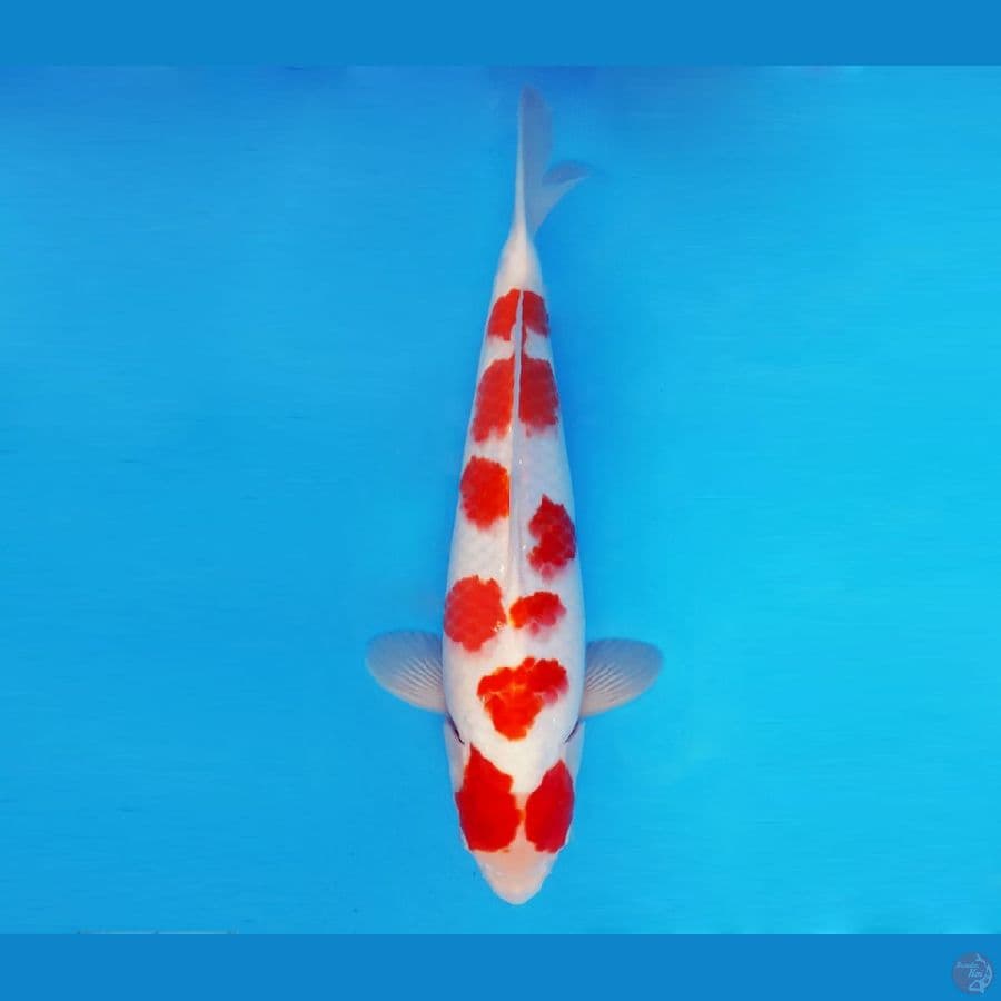 KOIBITO 13 ~ Kohaku 34 cm/male ™