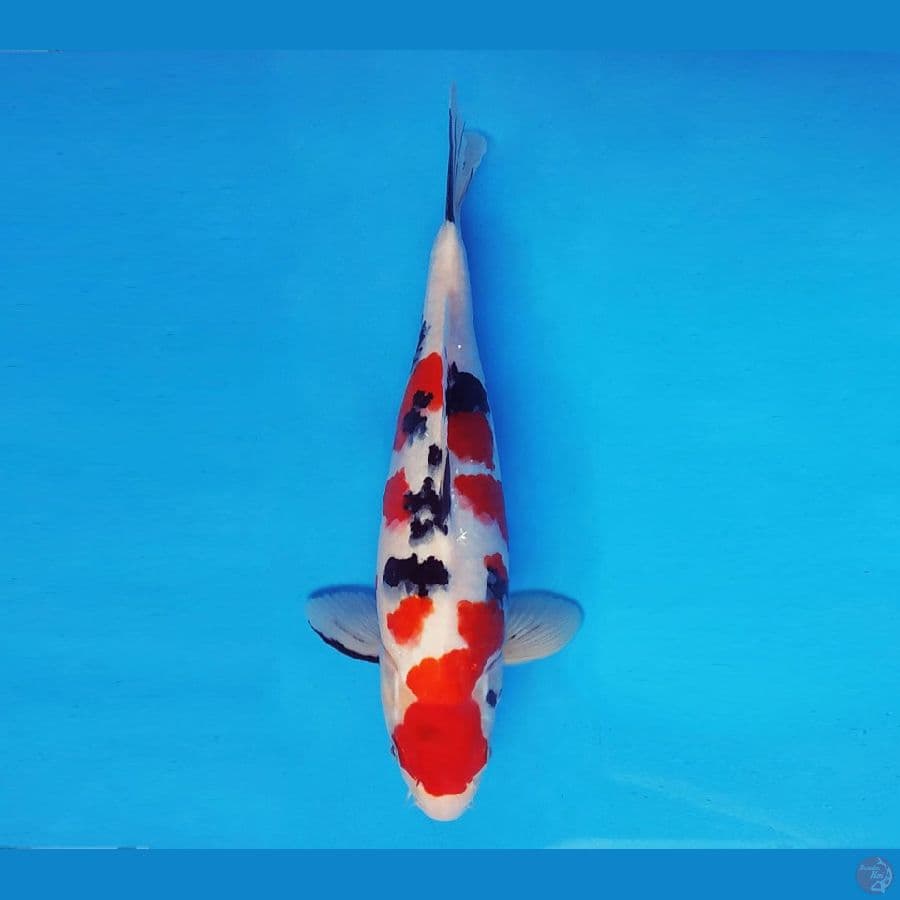 KOIBITO 6 ~ Sanke 32 cm/male ™