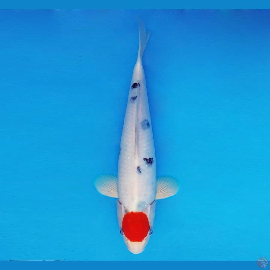 KOIBITO 15 ~ Tancho Sanke 31 cm/fm ™