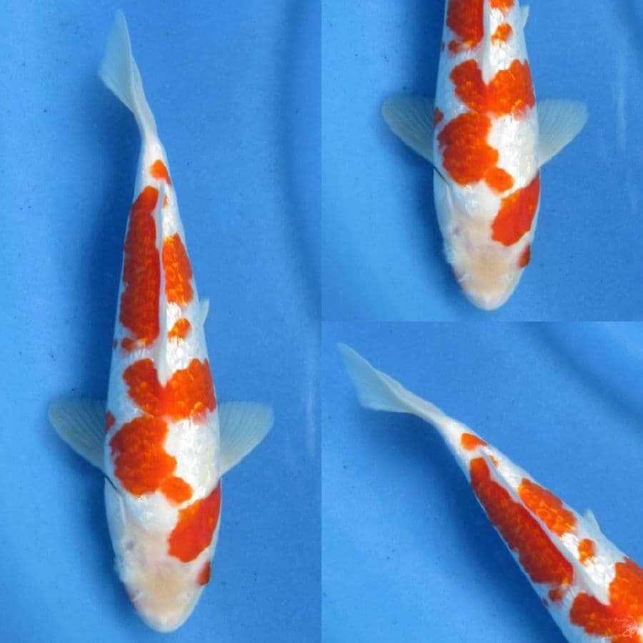 28cm , Kohaku Ginrin F1 