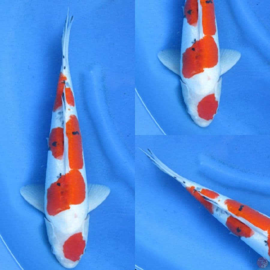 41cm , Doitsu Sanke Ori 