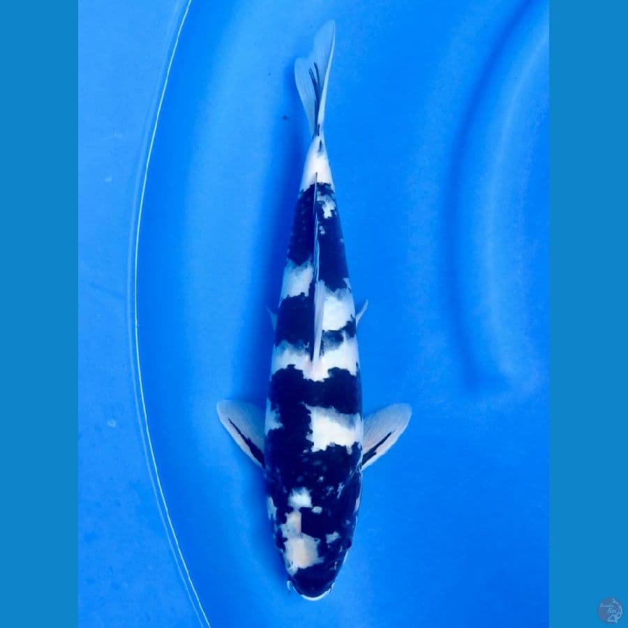 35cm - Shiro Utsuri