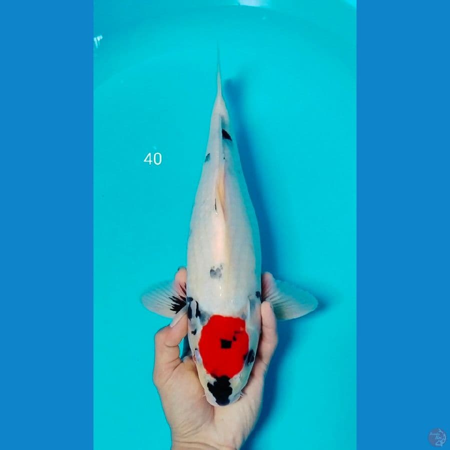 tc showa tategoi 40cm