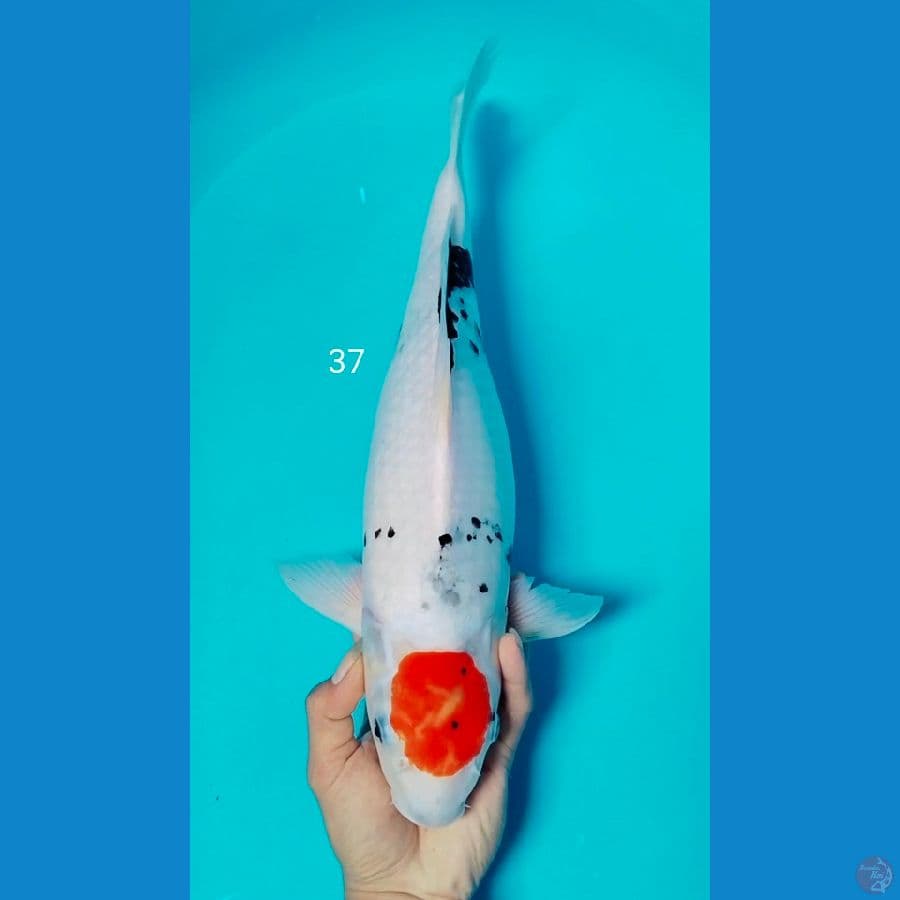 tc showa ori 37cm