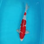 kohaku strong male 50 cm ori
