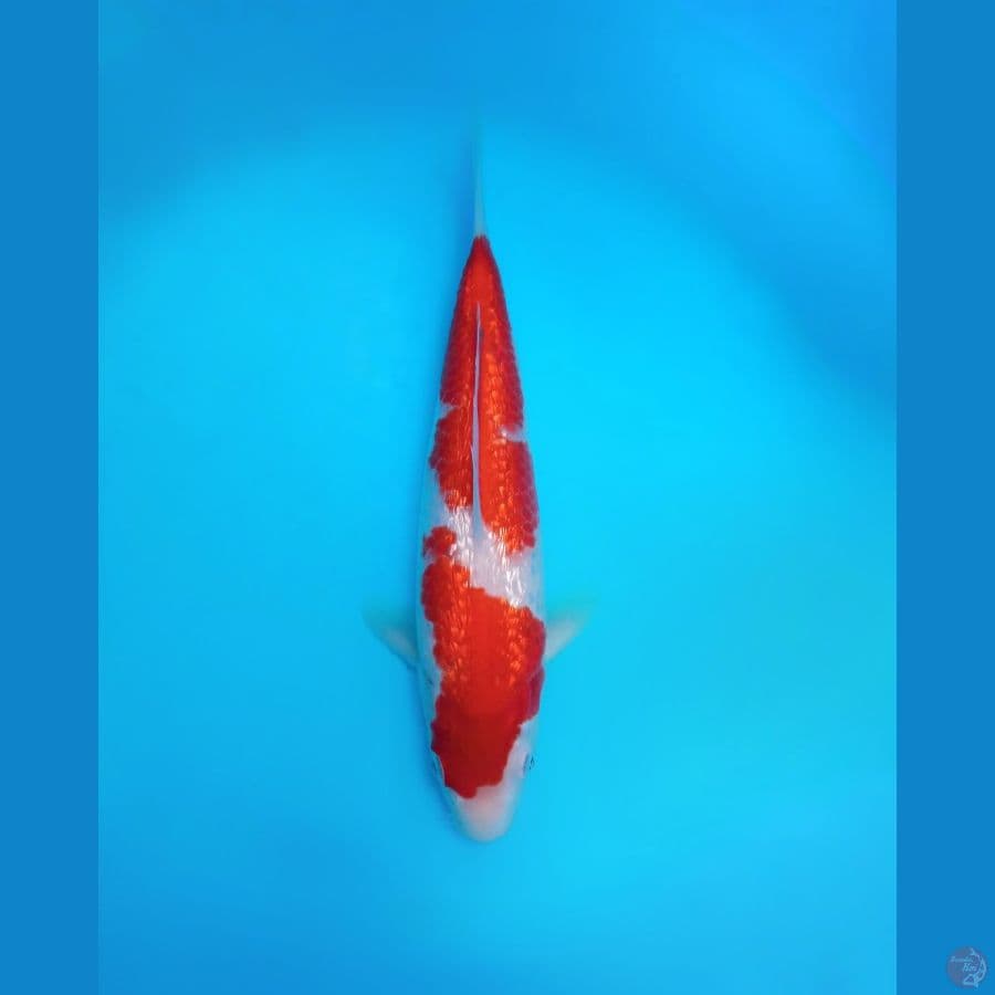 kohaku ginrin show quality 25 cm 