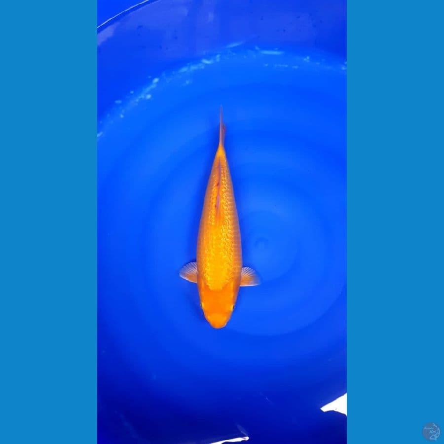 Karamel super male 32cm fuull ginrin ready show