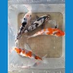SHOWA (12-14CM)