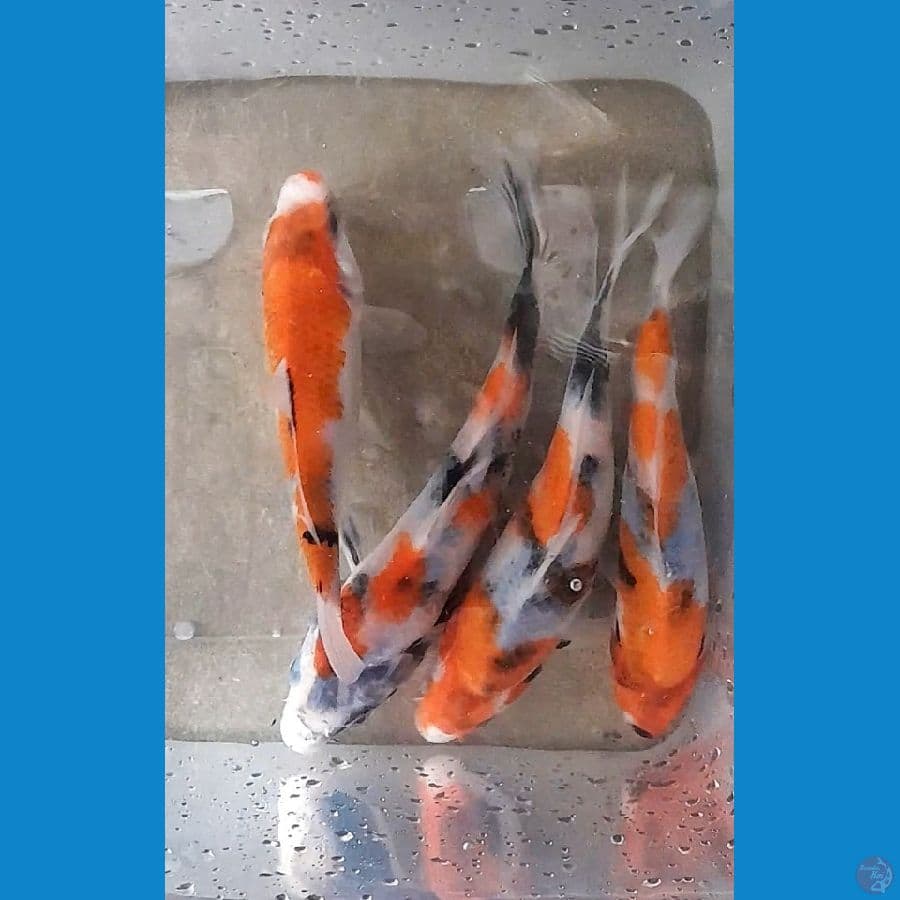 SHOWA (12-15CM)