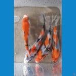 SHOWA (12-15CM)