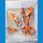 SHOWA (12-15CM)