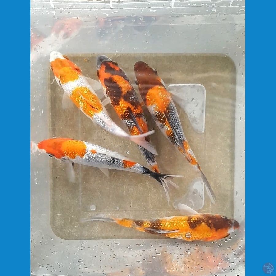 SHOWA GINRIN (12-14CM)