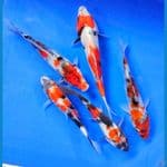 SHOWA (16-18CM)