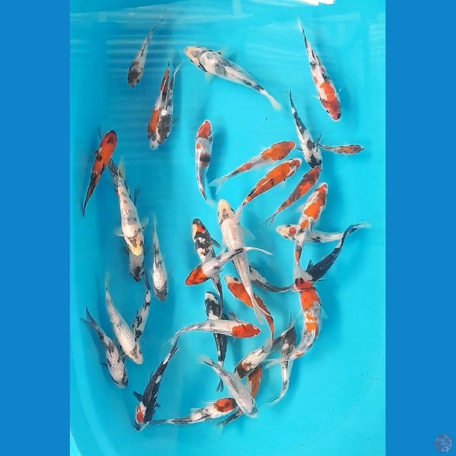 35E GINRIN NON GINRIN (11-16)