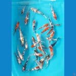 35E GINRIN NON GINRIN (11-16)