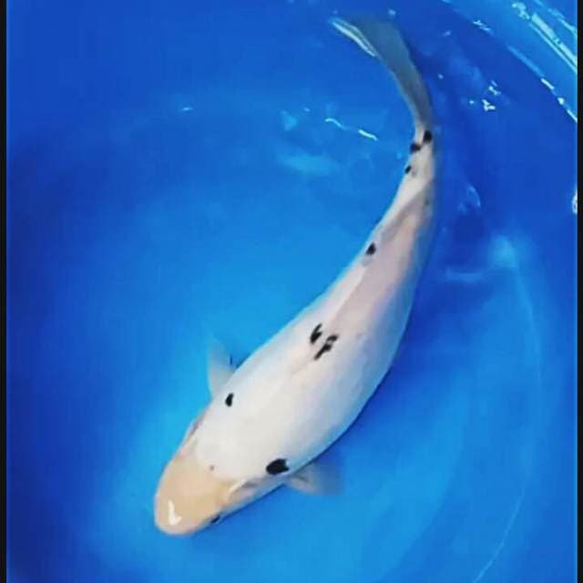 Doitsu 31cm shiro bekko