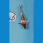 kawarimono 24cm