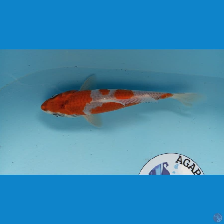 kawarimono 24cm