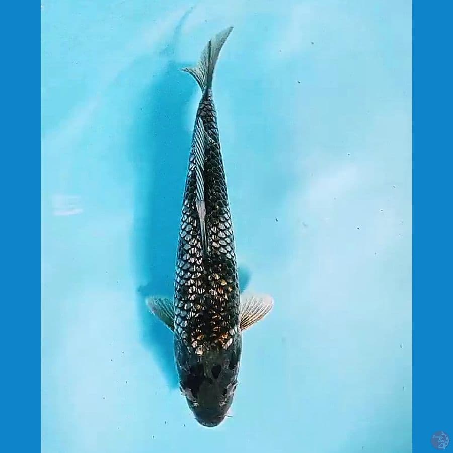 31 cm ochiba ginrin