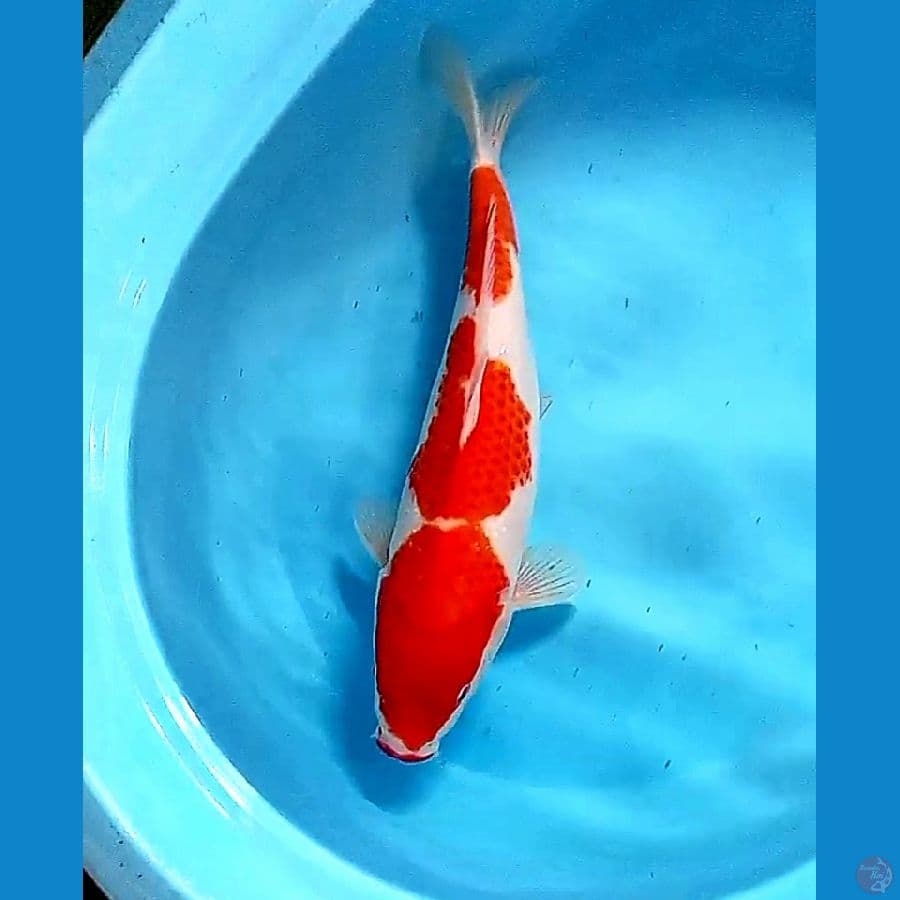 38 cm jumbo kohaku step 3 fm