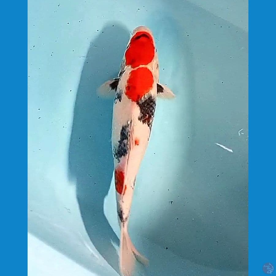 35 cm maruten showa motogoro fm