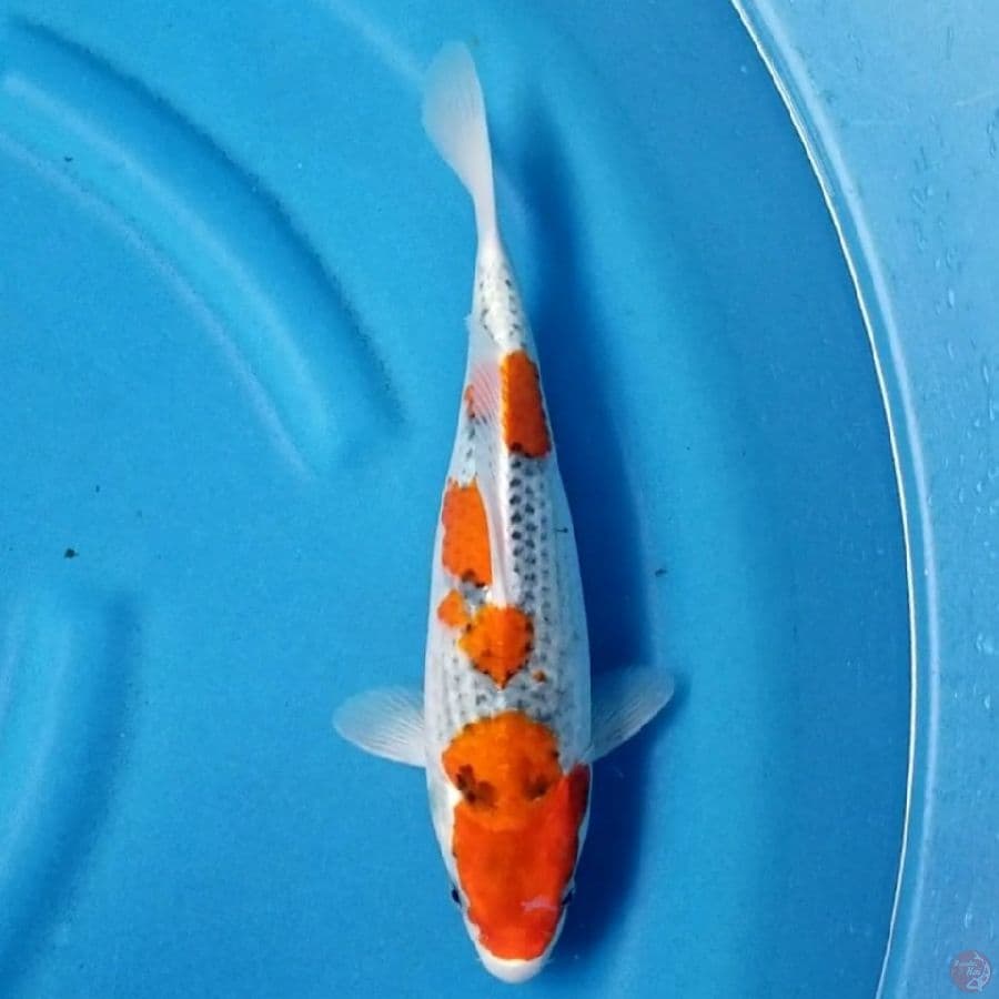 GOSHIKI 30 CM FM