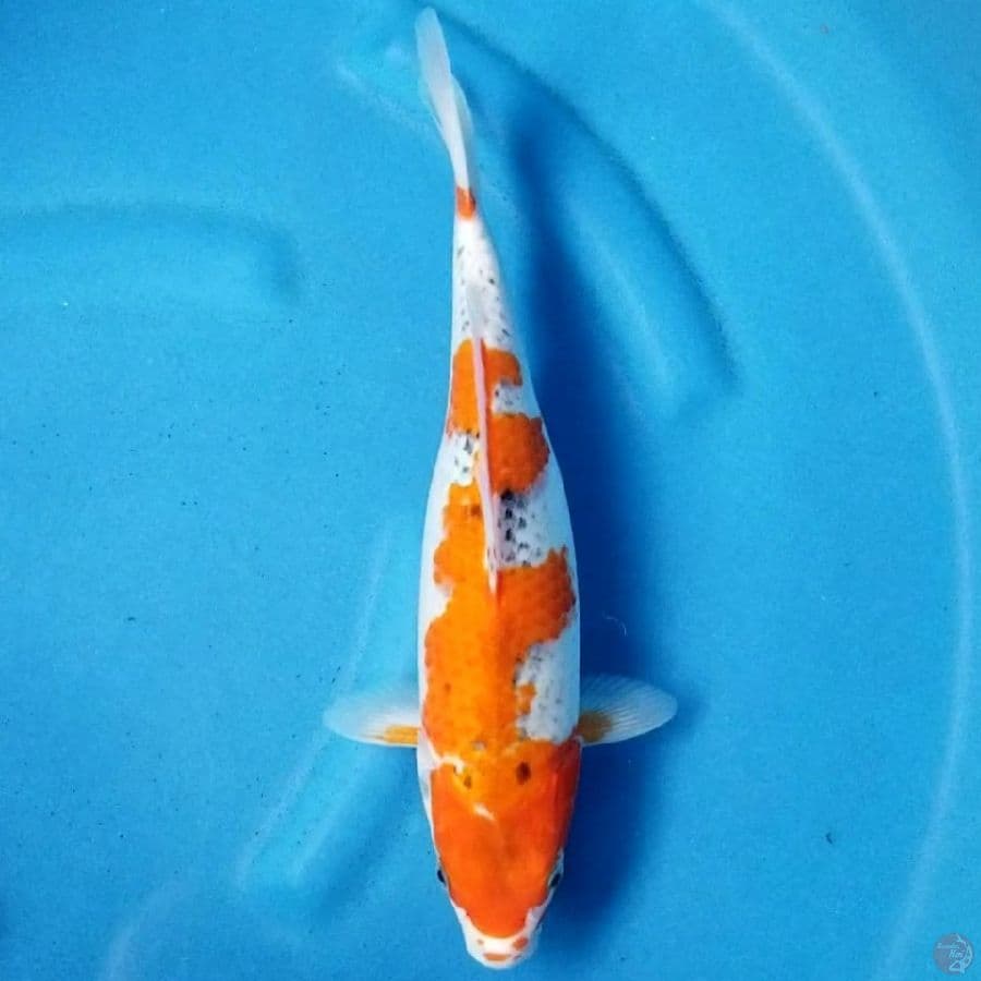 GOSHIKI 32 CM FM