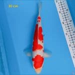 kohaku