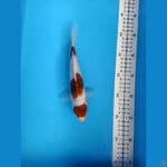 goromo 20cm
