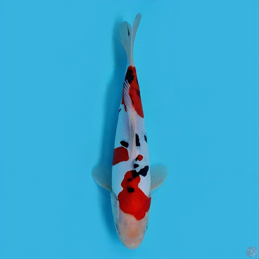 TAISO SANKE DOITSU -+25 cm original HQ