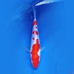 Doit$u KOHAKU 23.Cm