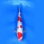 Doit$ Kohaku 23.Cm