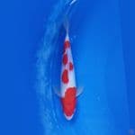 KOHAKU 23.Cm
