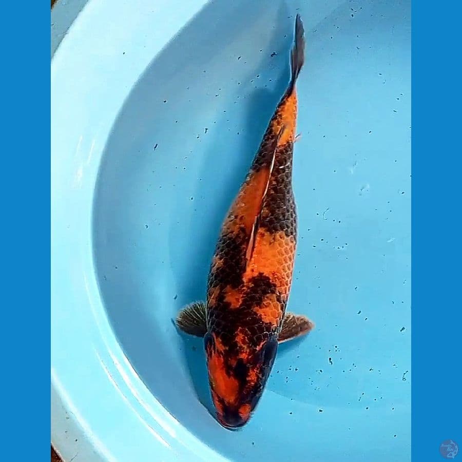 36 cm jumbo hiutsuri fm