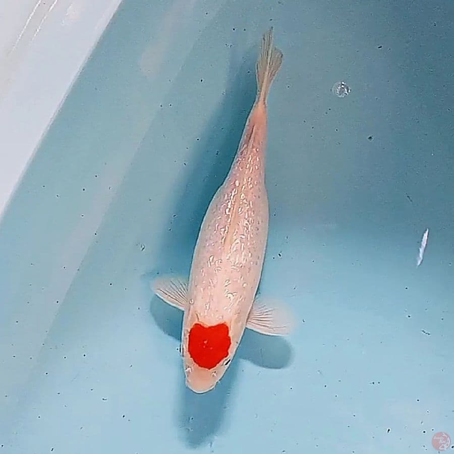 25 cm SB tanco kohaku ginrin