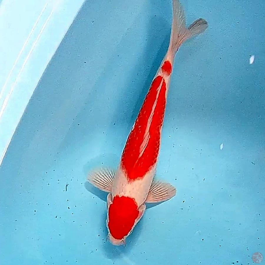 35 cm strong kohaku male