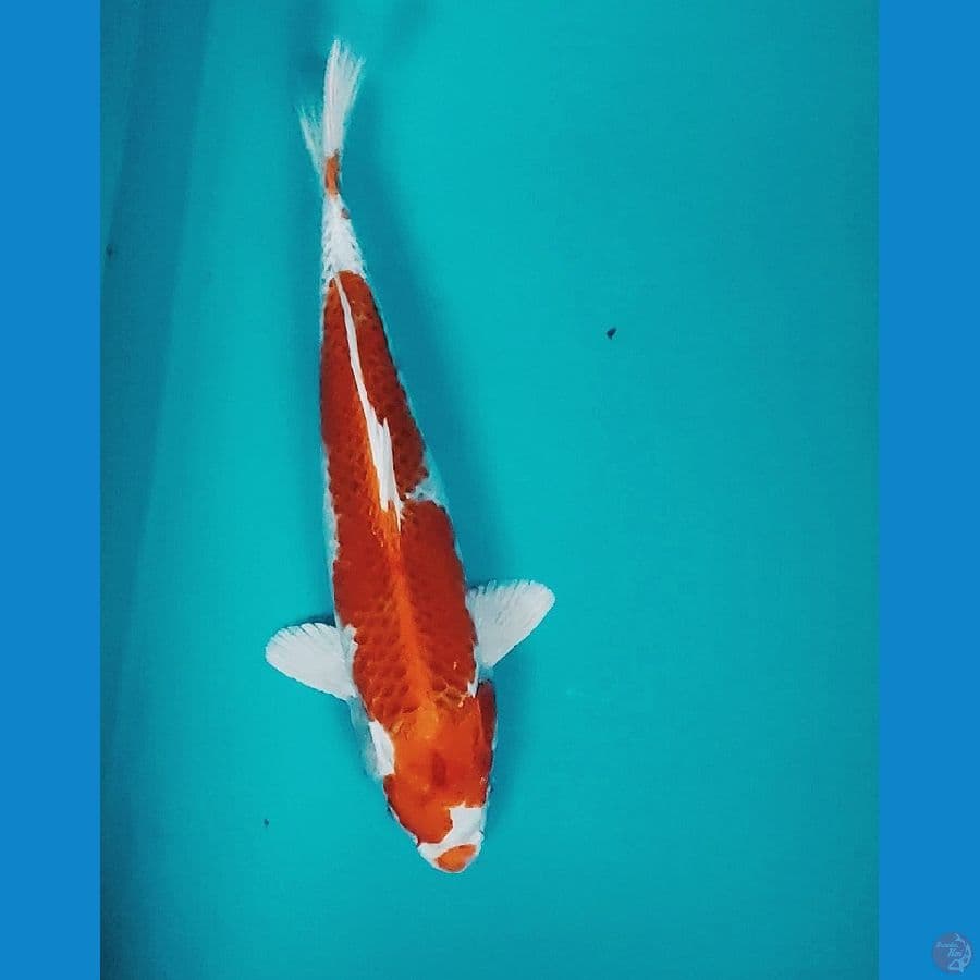 KUJAKU 31CM MALE