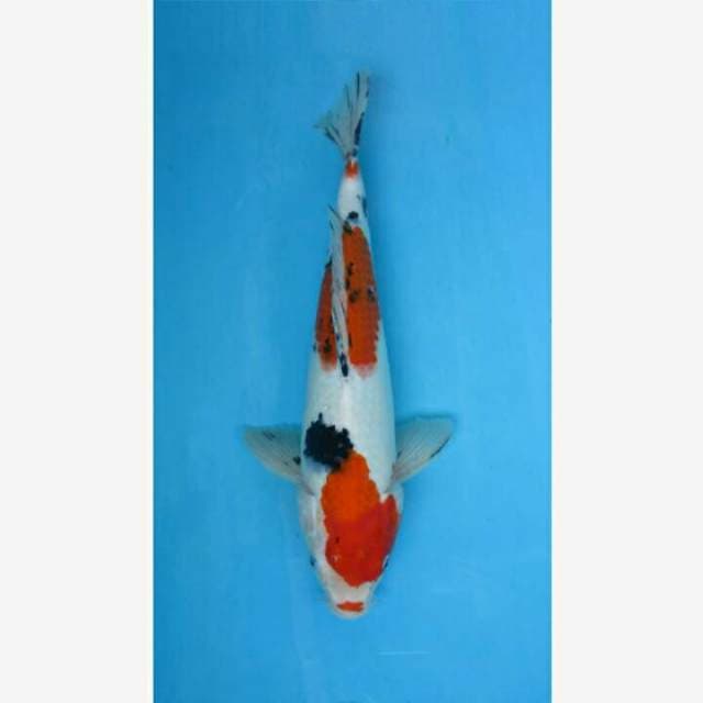 CENDRAWASIH KOI SHOP