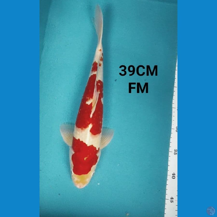 KOHAKU 39CM FM
