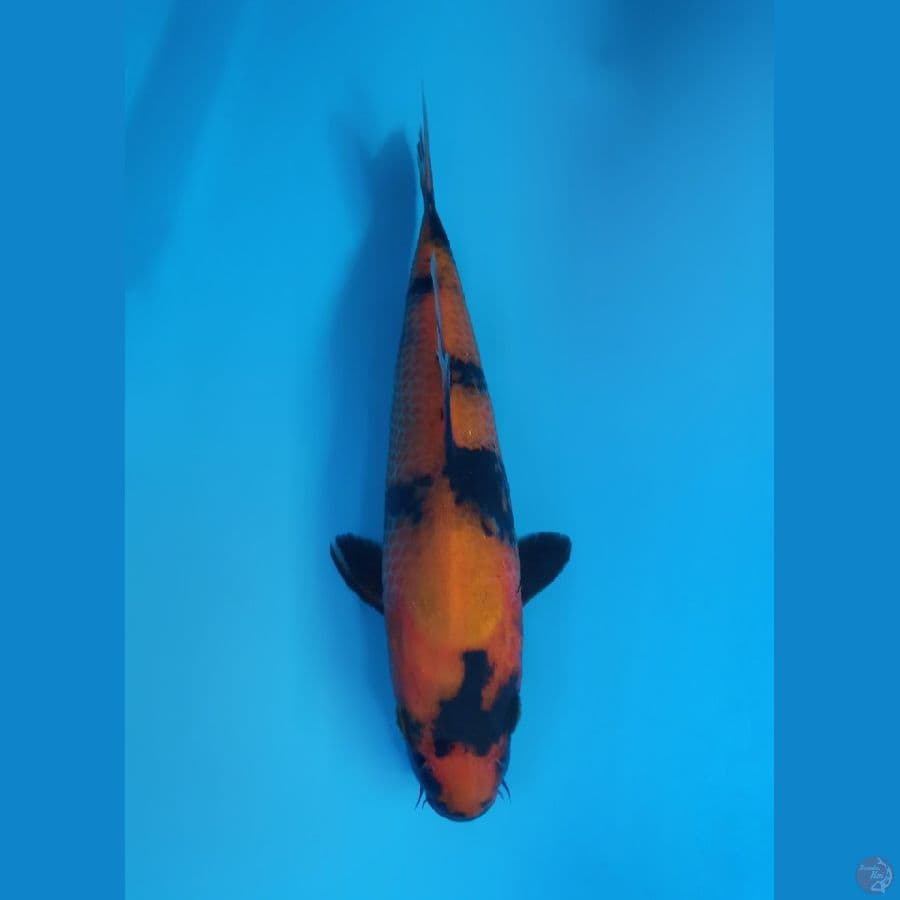 Hi utsuri high quality 20 cm