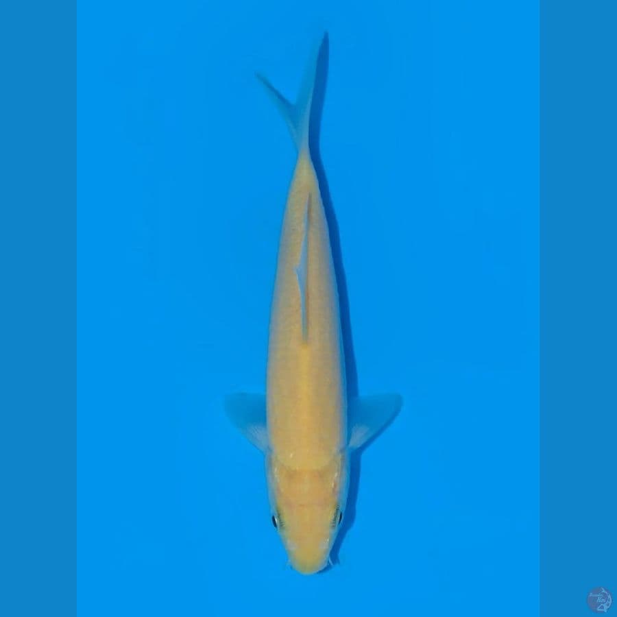 karasi import otsuka loi farm 15 cm