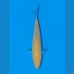 karasi import otsuka loi farm 15 cm