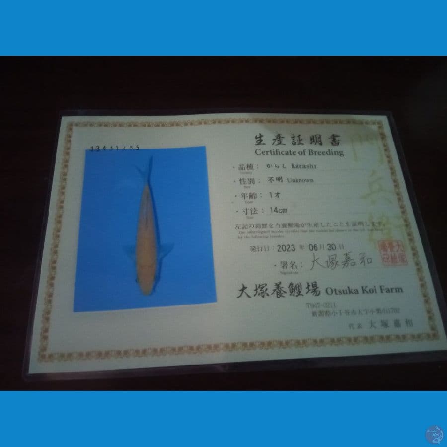 karasi import otsuka loi farm 15 cm