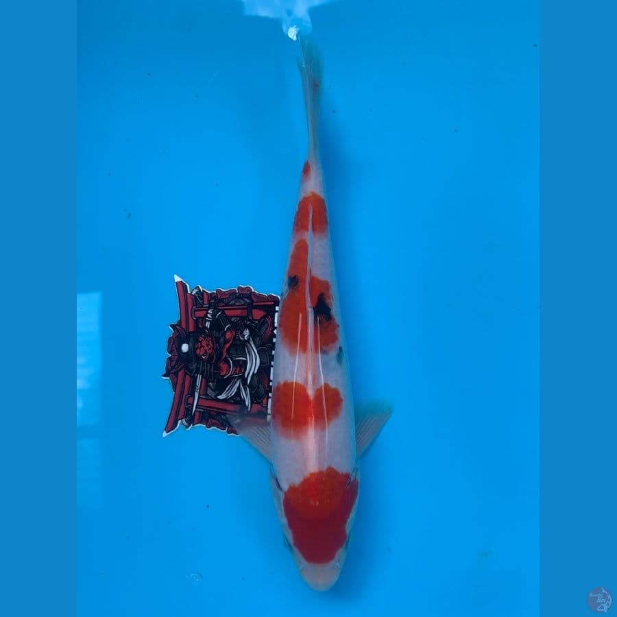 sanke 25cm
