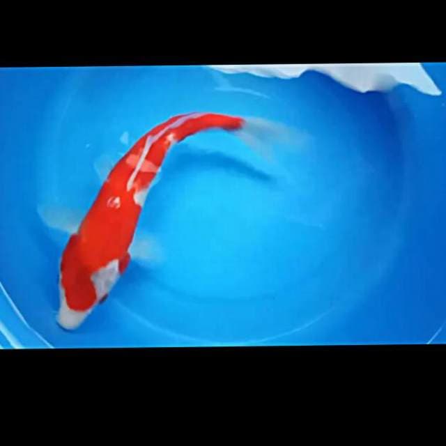 Inasuma ori 29cm