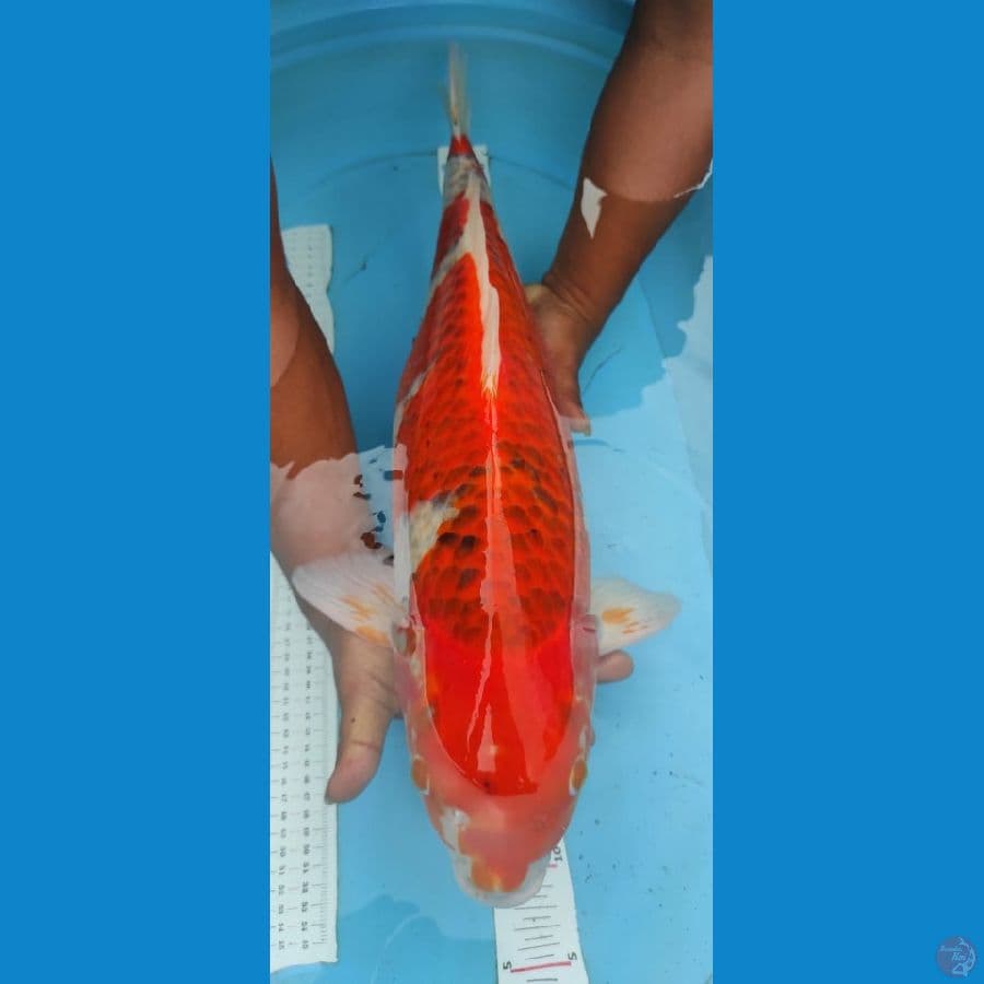 goshiki 65cm