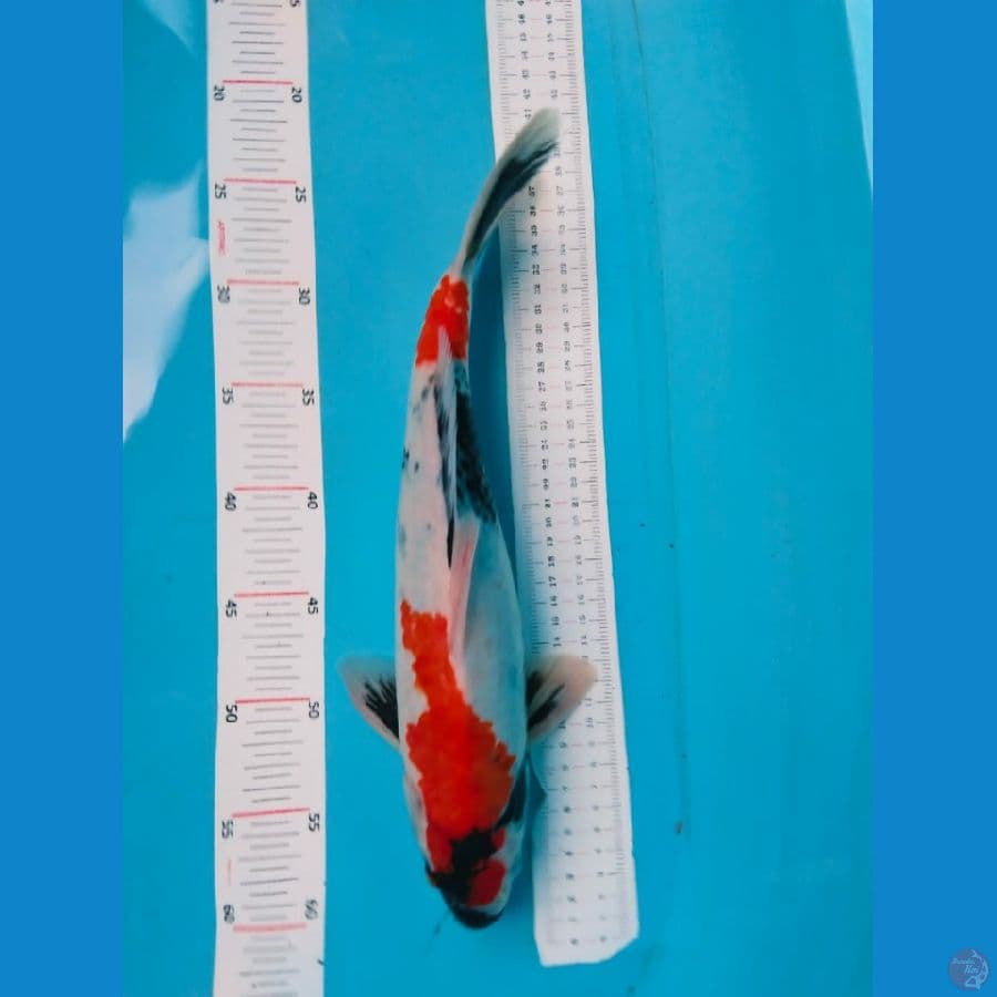 showa 38cm jantan