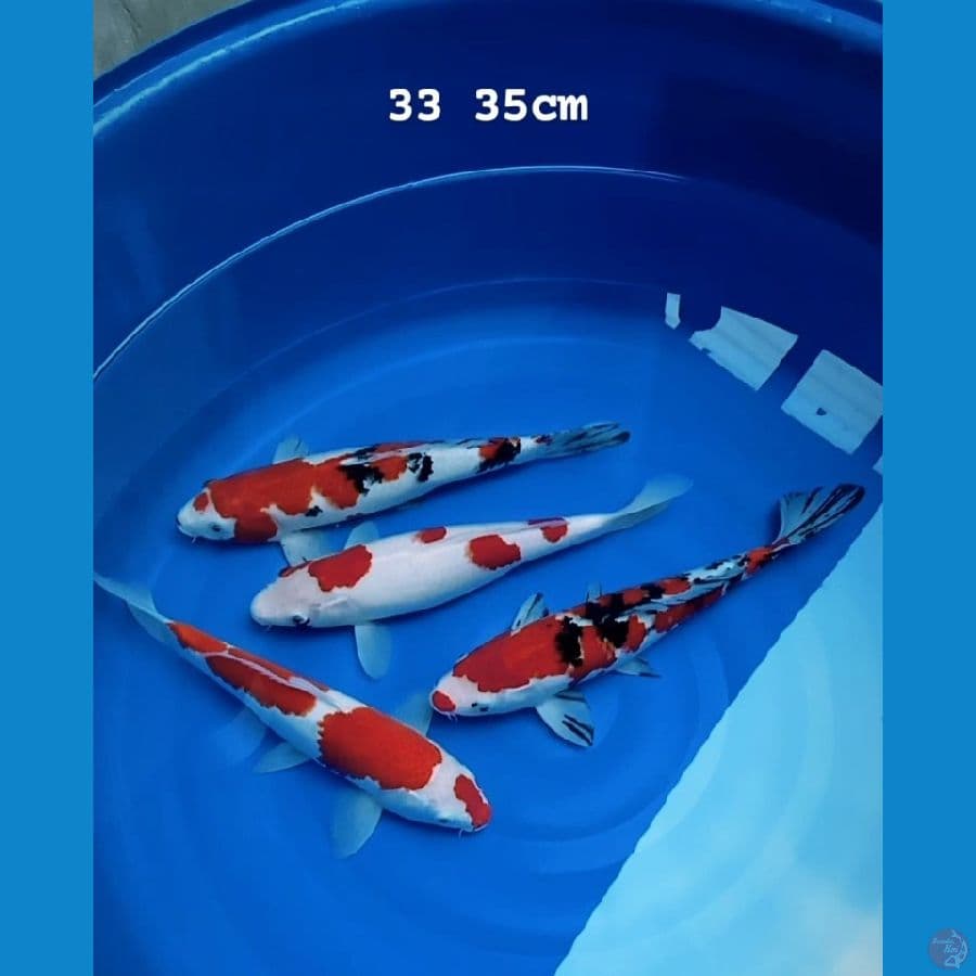 Kohaku dan sanke original 33 35cm